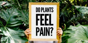 Do Plants Feel Pain?