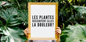 Les plantes ressentent-elles la douleur ?