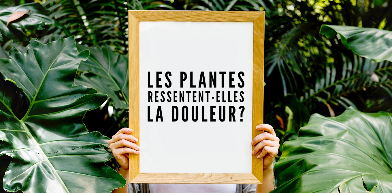 Les plantes ressentent-elles la douleur ?